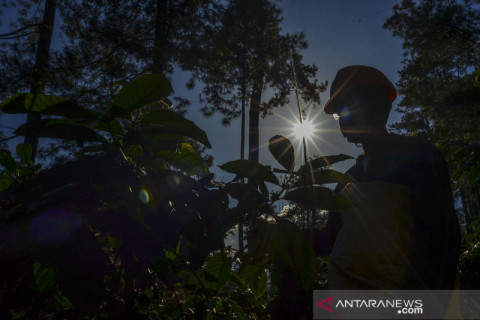 Target produksi kopi nasional