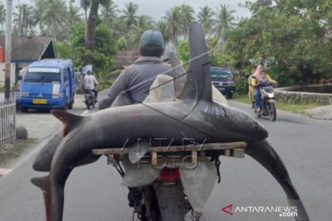 Penjualan Ikan Hiu Di Padang