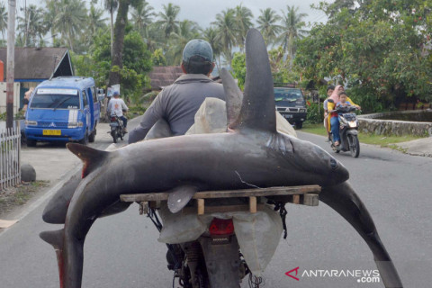 Hiu dijual Rp1 juta per ekor di Padang
