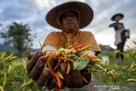 Harga Cabai Naik Akibat Cuaca