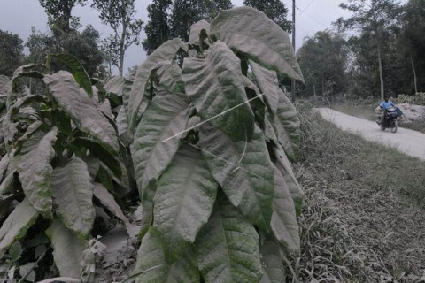 Abu vulkanik Gunung Merapi