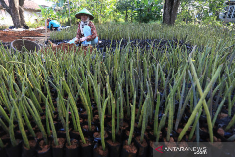 Budi daya bibit mangrove di Indramayu