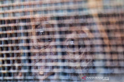Pemulangan orangutan Sumatra