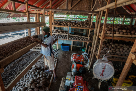 Nilai ekspor porang tahun 2020