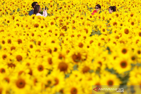 Pesona wisata kebun Bunga Matahari di Inggris