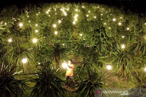 Foto Pilihan pekan keempat Agustus 2021