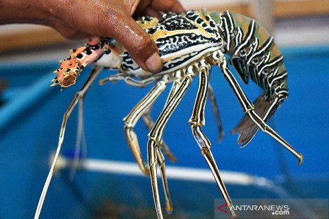 Lobster tangkapan nelayan suku Bajau