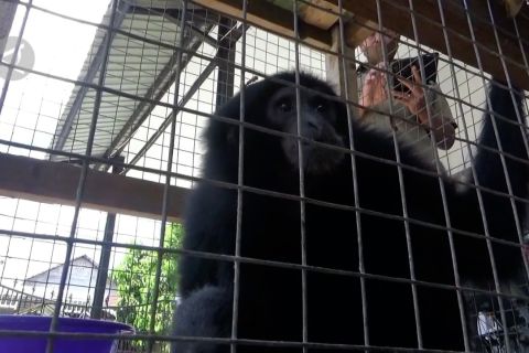 BKSDA Lhokseumawe amankan siamang
