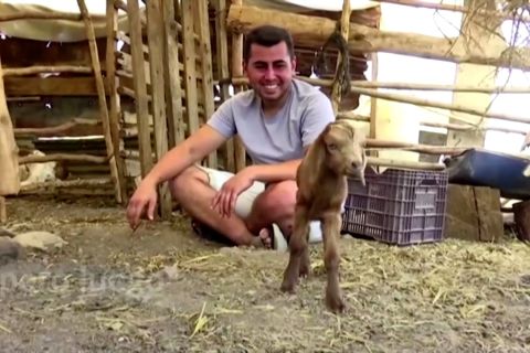 Di kebakaran hutan Turki, dua bayi kambing lahir selamat