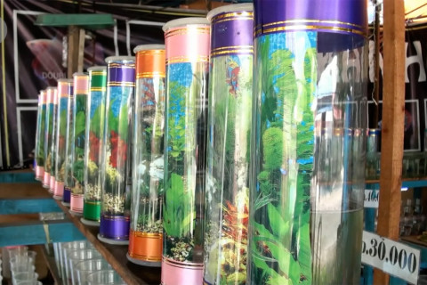Kreasi tabung akuarium mini yang mendatangkan rezeki