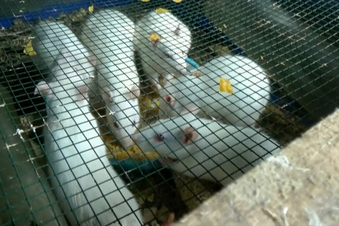 Mantan petinju yang sukses beternak tikus