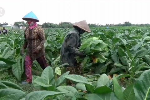 Petani tembakau di Klaten panen raya di tengah iklim La Nina
