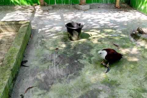 PPS Alobi terima 13 ekor elang translokasi PPS Tegal