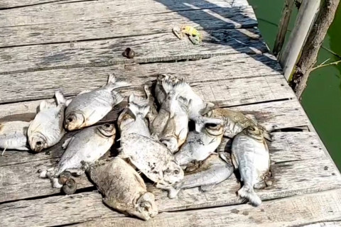 Ratusan ekor ikan mati, limbah industri diduga cemari empang warga