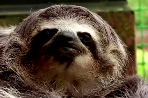 Tempat perlindungan kungkang bertema Star Wars di Venezuela