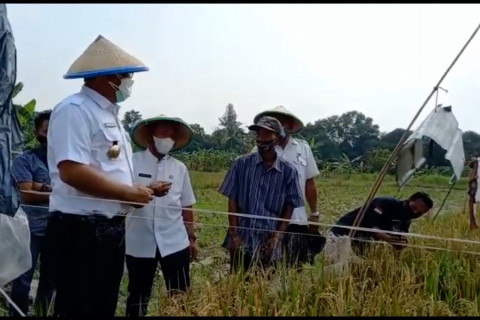 Berdayakan lahan tidur, Cilegon ingin swasembada pangan
