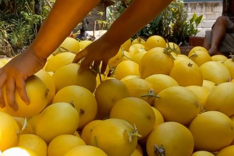 Memanen rupiah dari budidaya melon emas