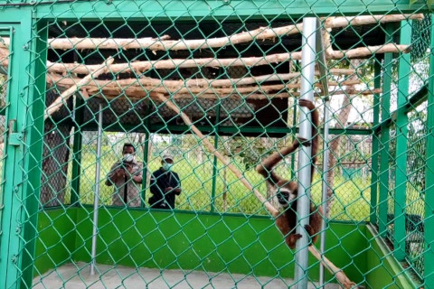 Tujuh Owa dan Kukang Sumatera jalani rehabilitasi di Bangka