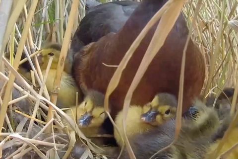 Upaya restorasi tingkatkan kondisi lingkungan di lahan basah di Henan, China