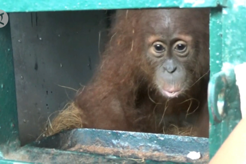 BBKSDA Sumut terima satu orangutan dan delapan beo