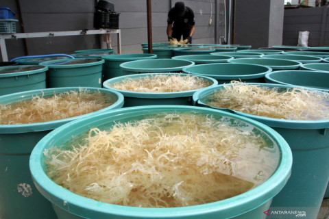 Kemenperin mendorong peningkatan produktivitas dan daya saing industri pengolahan rumput laut