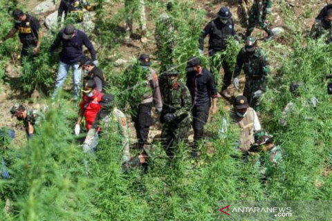Operasi Pemusnahan Ladang Ganja
