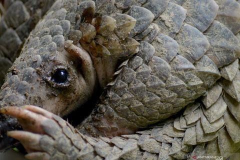 Trenggiling masuk permukiman di Padang