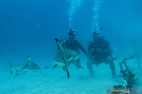 Wisata menyelam bersama hiu di Morotai