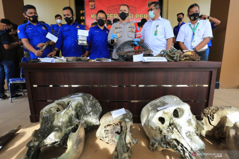 Polri rilis kasus pembunuhan Gajah Sumatera