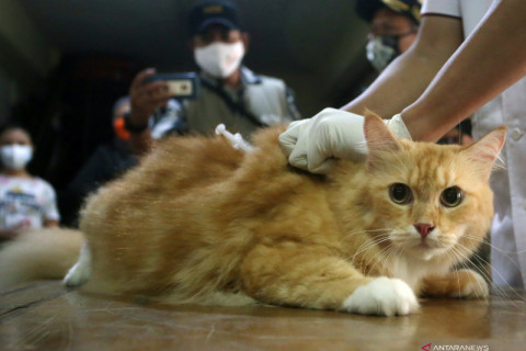 Vaksinasi rabies hewan peliharaan