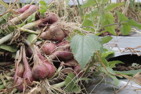 Produksi meningkat, Sumbar bidik hilirisasi bawang merah