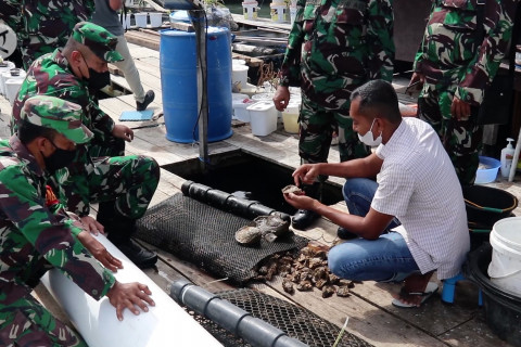 Melihat budidaya tiram super jumbo di Banda Aceh