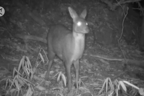 Rusa yang terancam punah tertangkap kamera di cagar alam China