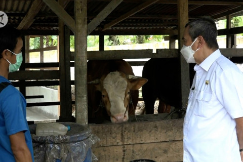 Sapi jadi primadona di Desa Rimba Makmur