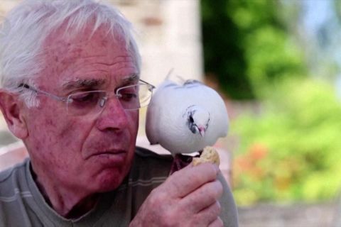 Jalinan persahabatan seorang kakek dengan merpati