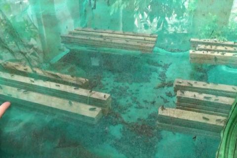 Mencari solusi dari tantangan budi daya maggot di Sumbar