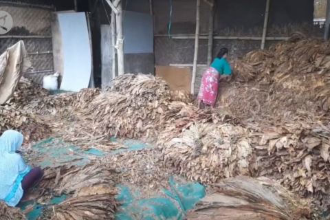 Wamenkeu ungkap aspek pertimbangan kenaikan cukai hasil tembakau