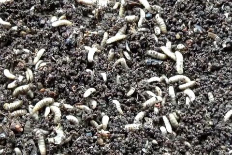 Budi daya Maggot topang ekonomi keluarga di tengah pandemi