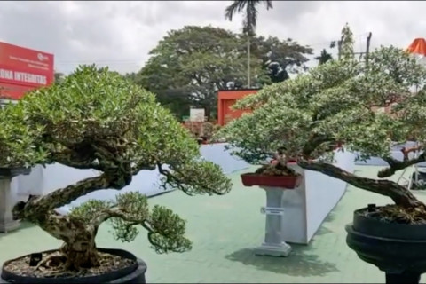 Basarnas Kendari buka peluang usaha baru melalui kontes bonsai