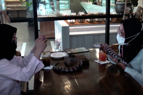 Menikmati kopi sambil bermain dan belajar tentang reptil