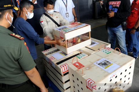 Translokasi satwa endemik Indonesia timur