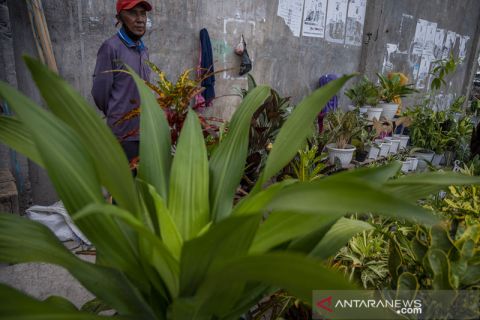 Lapak Tanaman Hias di Palu Dibuka Kembali