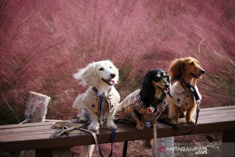 Wisata musim gugur di hamparan rumput pink