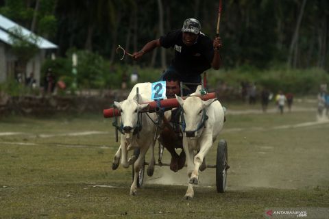 Lomba Karapan Sapi Tradisional di Sigi
