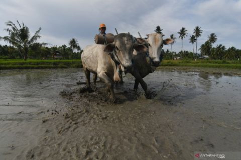 Petani Membajak Sawah Dengan Sapi