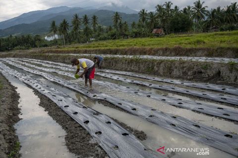 Petani Beralih Tanam Cabai Rawit