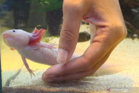 Mahasiswa budidayakan satwa langka