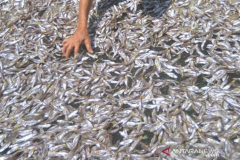 Pengolahan Ikan Bilih Di Solok