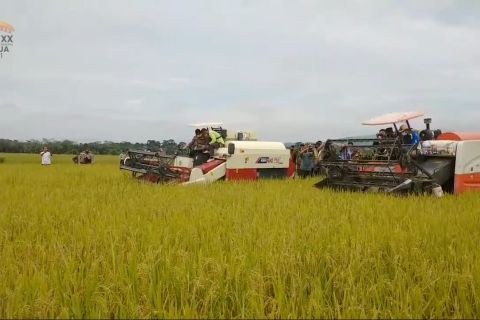 Bagaimana kabupaten/kota di Jambi ciptakan hilirisasi pertanian
