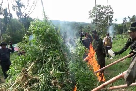 BNN RI musnahkan 5.000 batang pohon ganja